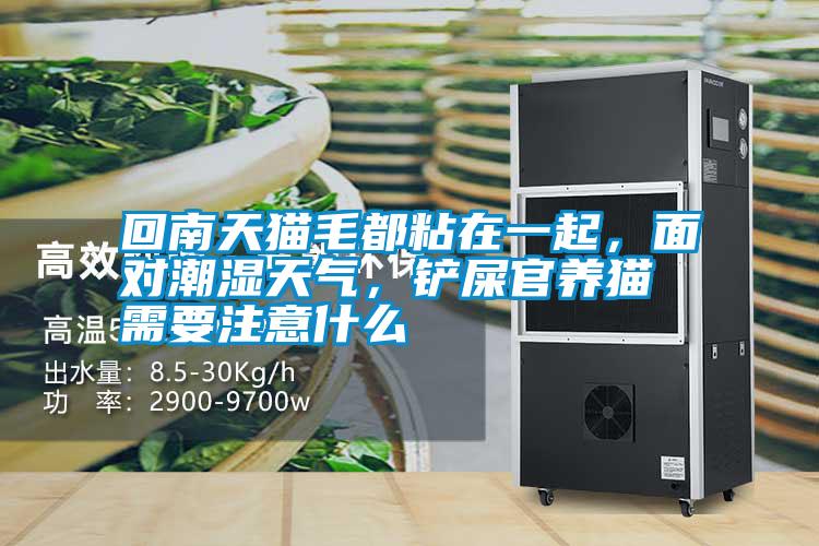回南天貓毛都粘在一起，面對(duì)潮濕天氣，鏟屎官養(yǎng)貓需要注意什么