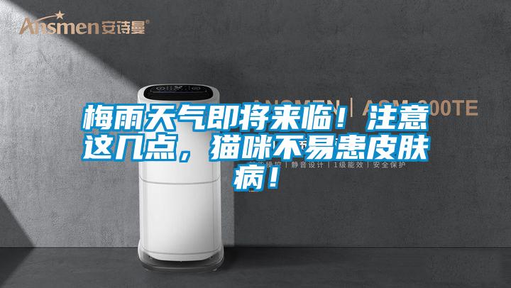 梅雨天氣即將來臨！注意這幾點(diǎn)，貓咪不易患皮膚病！