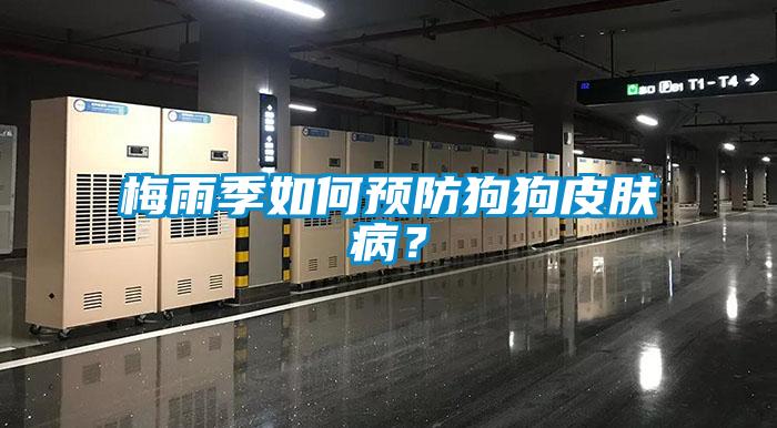 梅雨季如何預(yù)防狗狗皮膚??？