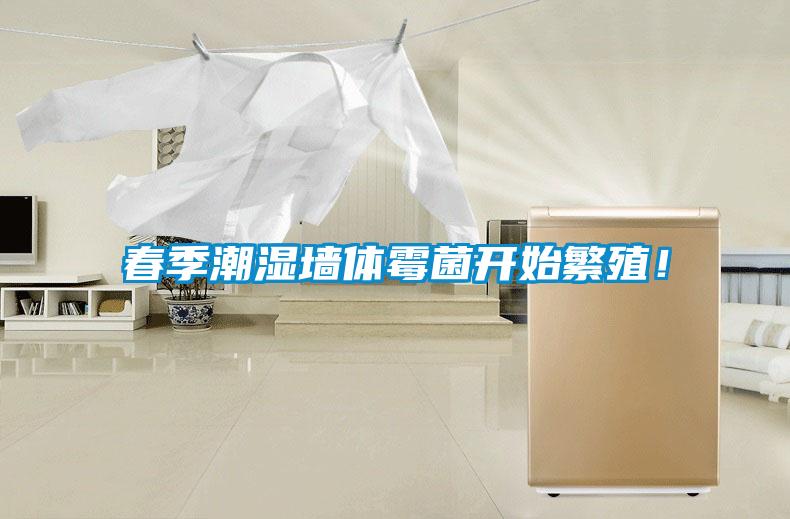 春季潮濕墻體霉菌開始繁殖！