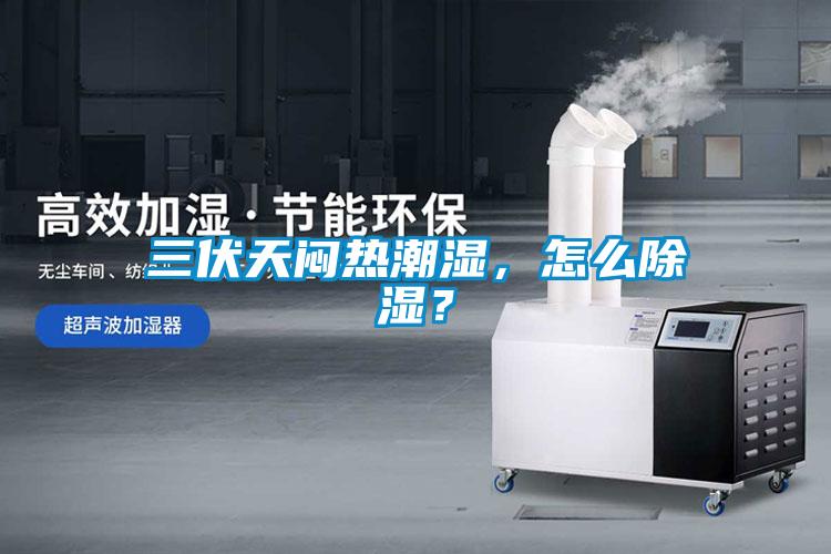 三伏天悶熱潮濕，怎么除濕？