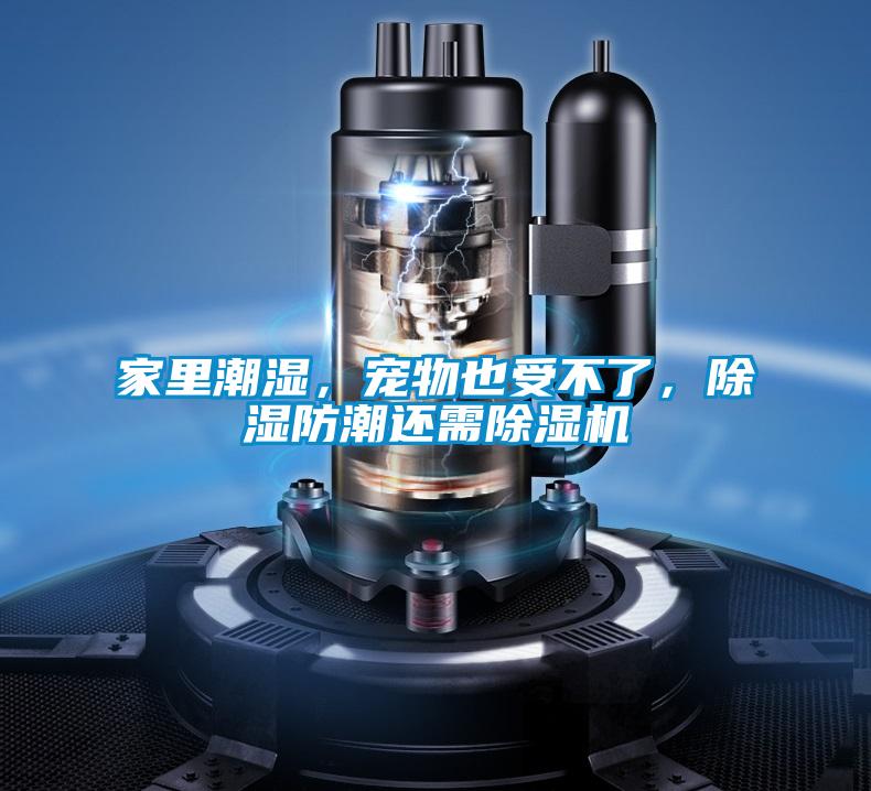 家里潮濕，寵物也受不了，除濕防潮還需除濕機(jī)